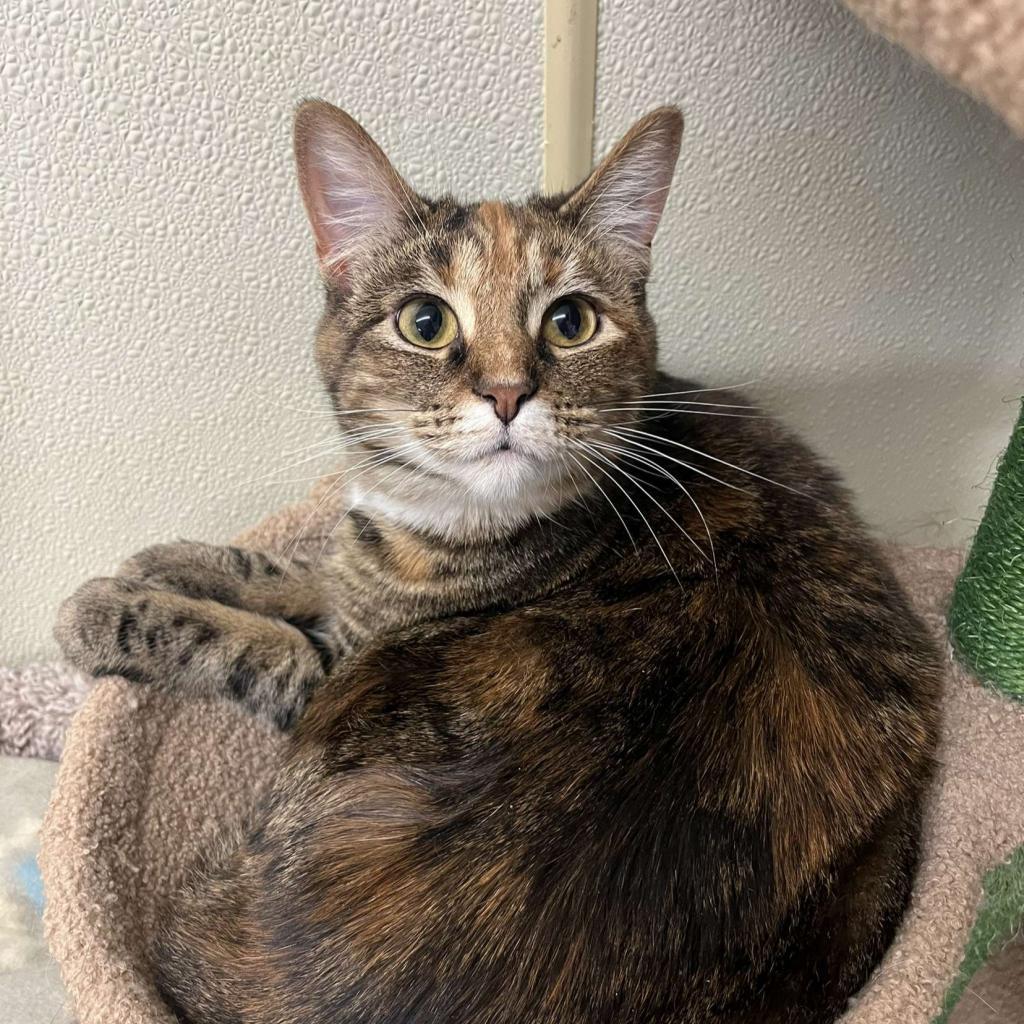 Enlarge S'more, a Adoptable mixed breed in Pontiac, IL image 3/5