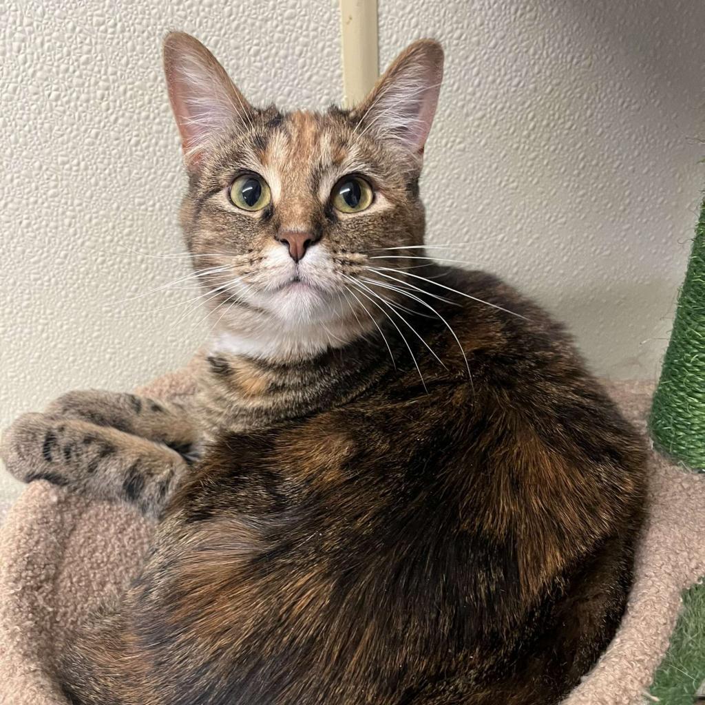Enlarge S'more, a Adoptable mixed breed in Pontiac, IL image 4/5