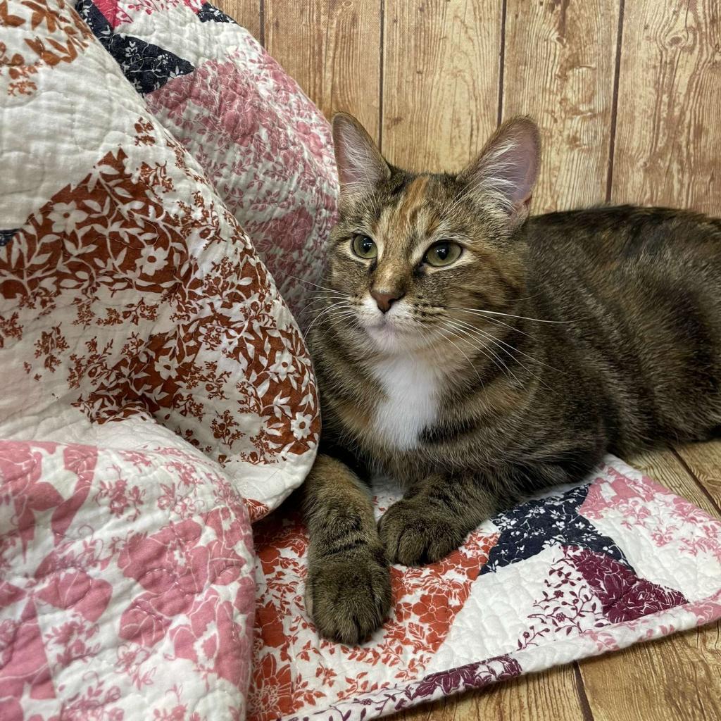 Enlarge S'more, a Adoptable mixed breed in Pontiac, IL image 5/5