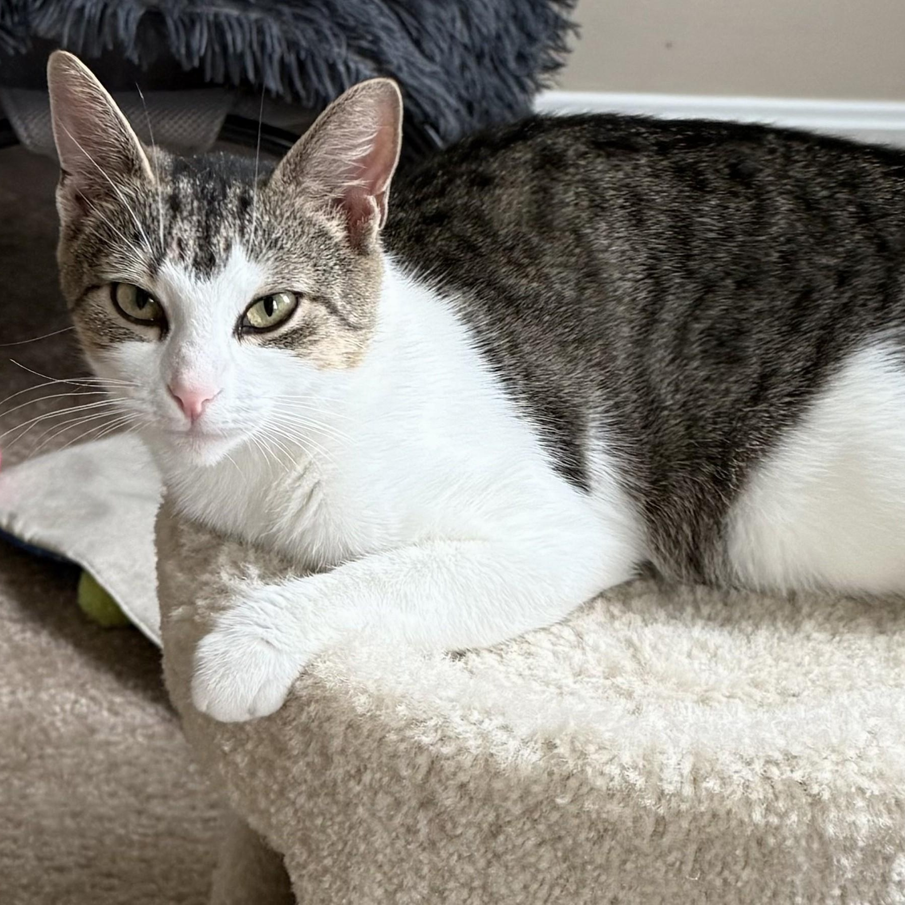 Oaklee, a Adoptable Domestic Short Hair in Dover, DE image 4/5