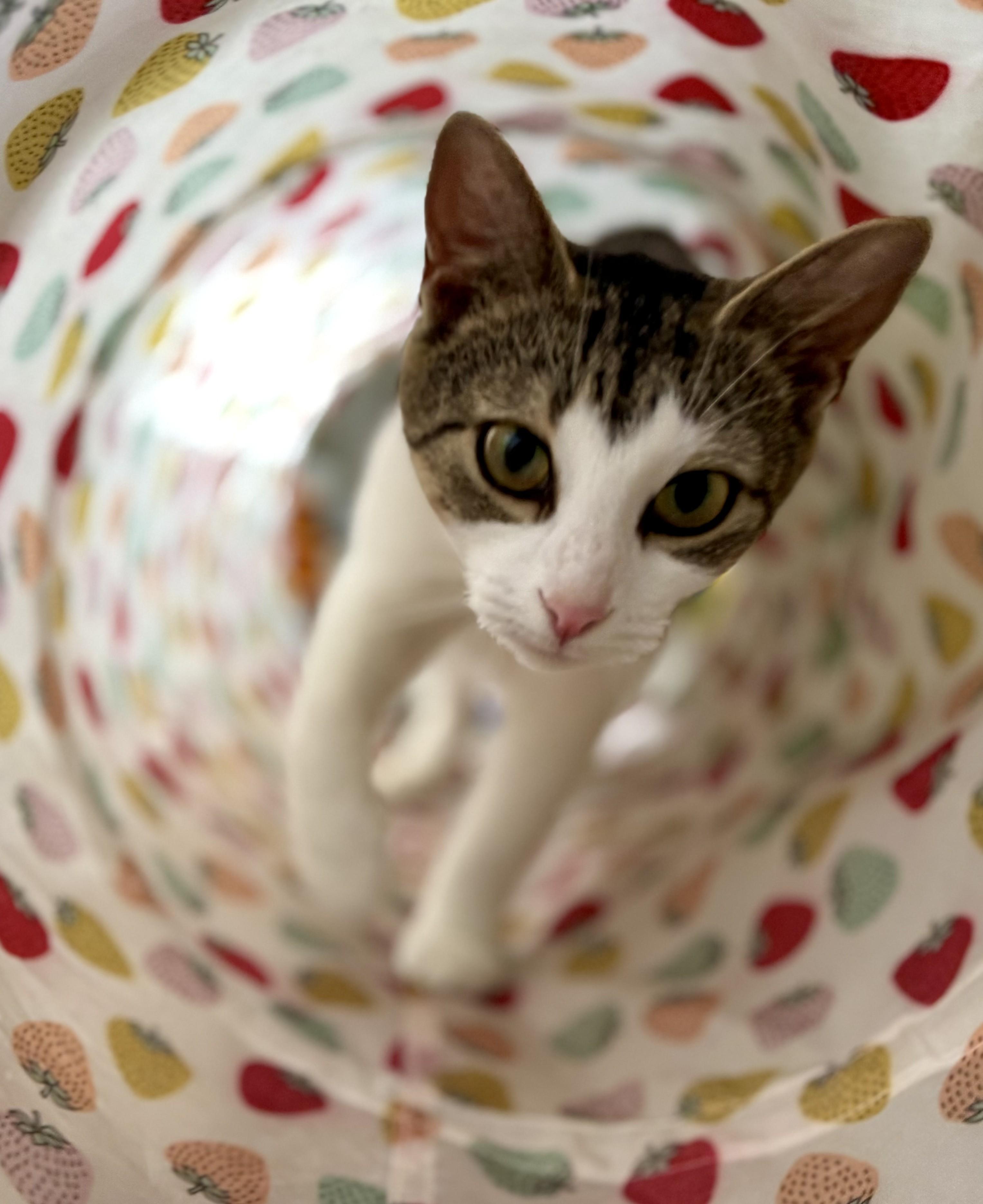 Oaklee, a Adoptable Domestic Short Hair in Dover, DE image 3/5