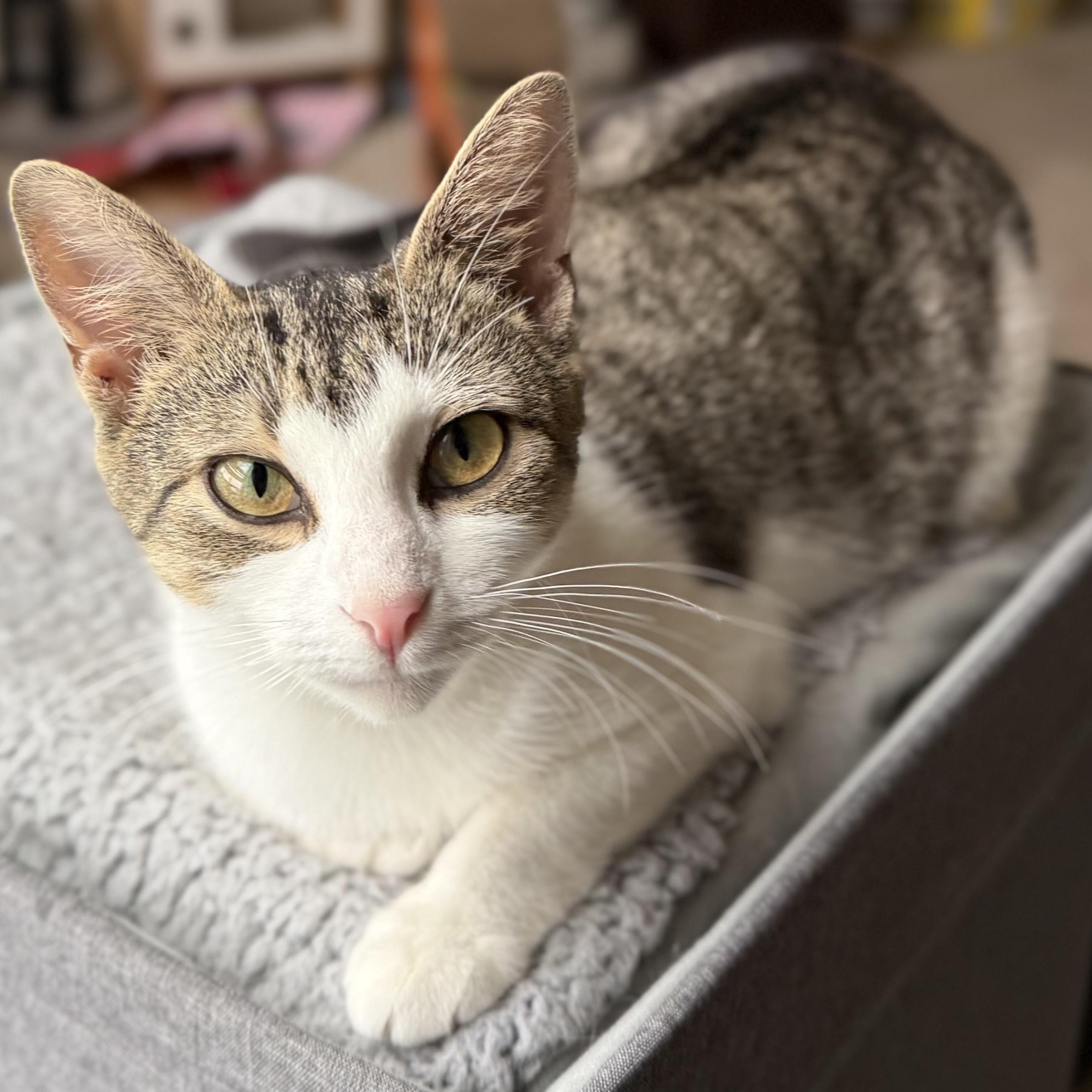 Oaklee, a Adoptable Domestic Short Hair in Dover, DE image 2/5