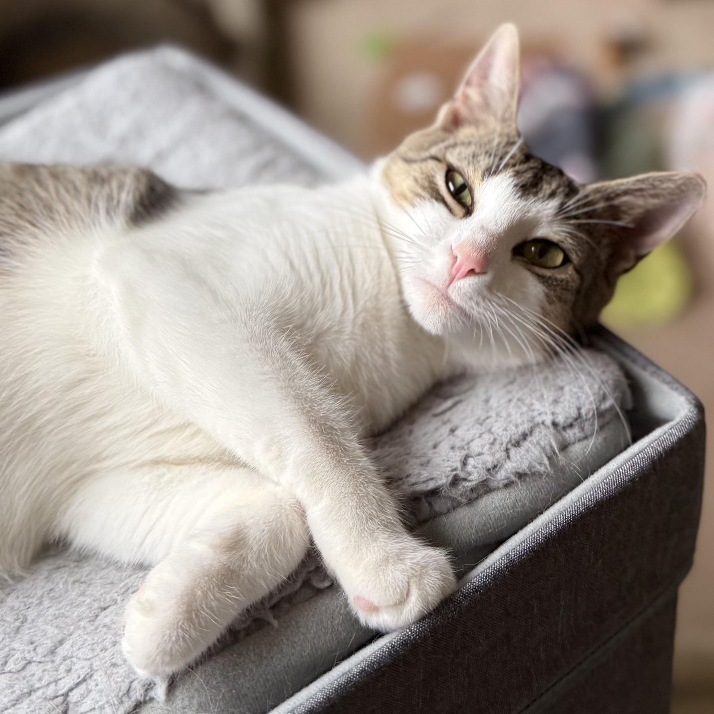 Oaklee, a Adoptable Domestic Short Hair in Dover, DE image 5/5