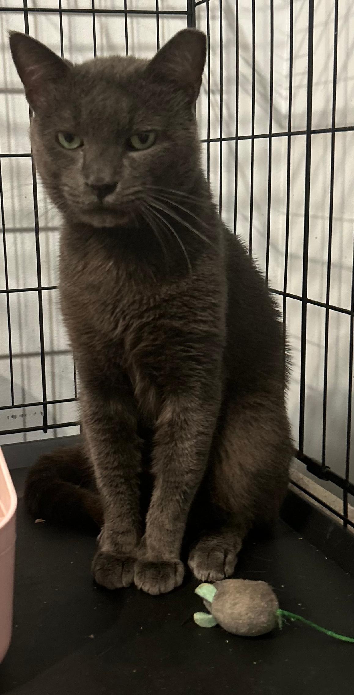 Enlarge Greyson, a Adoptable Domestic Short Hair in Sayville, NY image 1/1