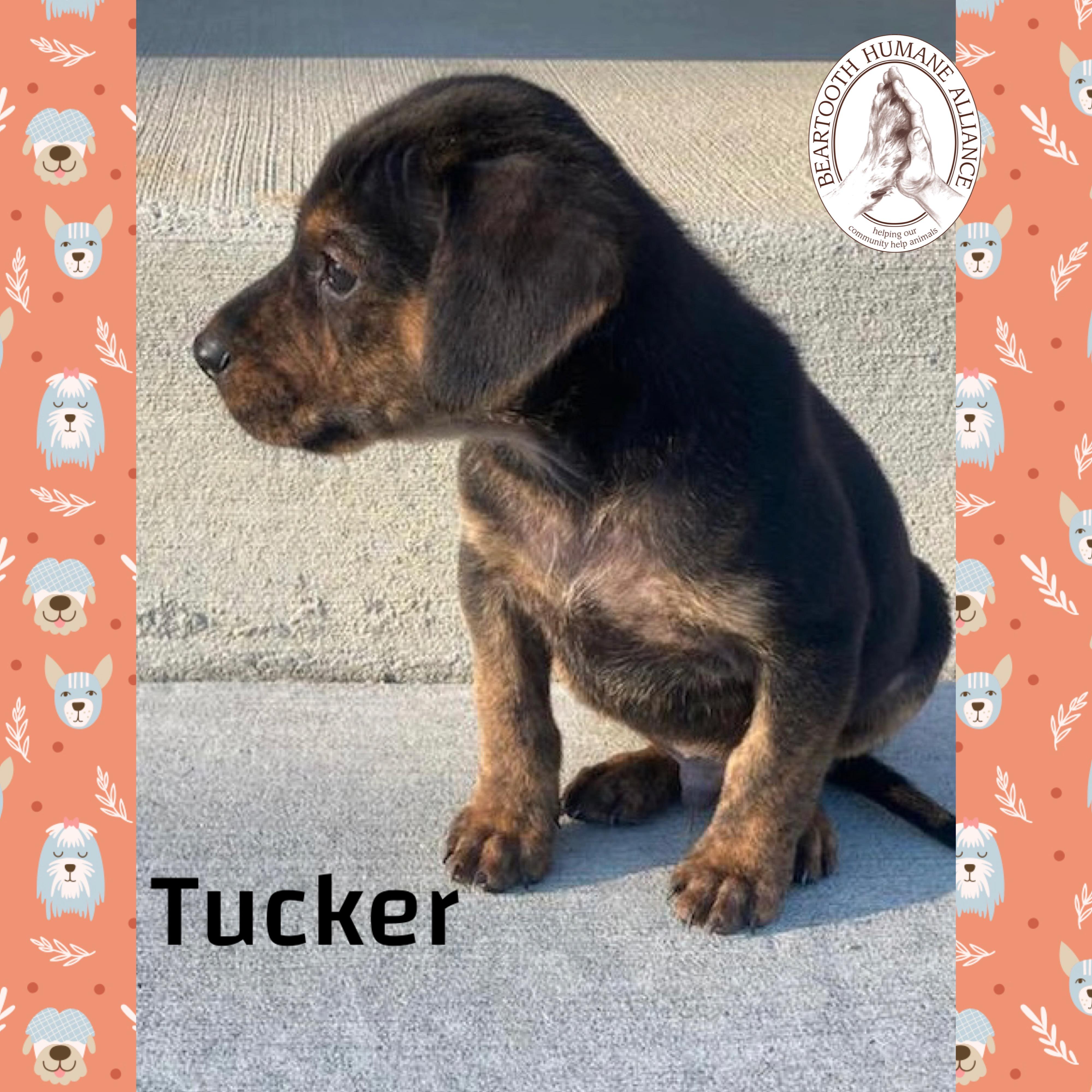 Tucker, an adoptable Treeing Walker Coonhound in Red Lodge, MT, 59068 | Photo Image 2
