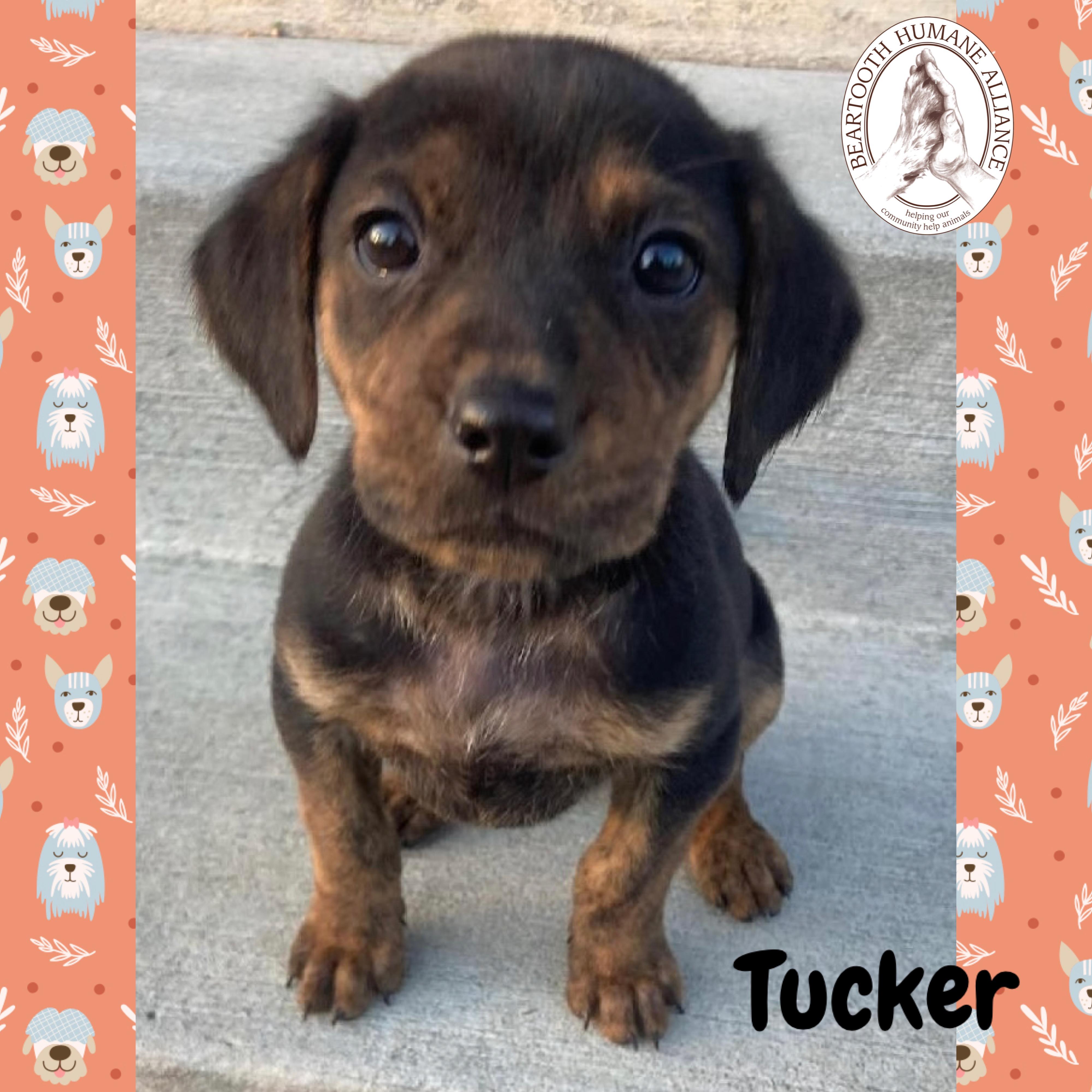 Tucker, an adoptable Treeing Walker Coonhound in Red Lodge, MT, 59068 | Photo Image 1