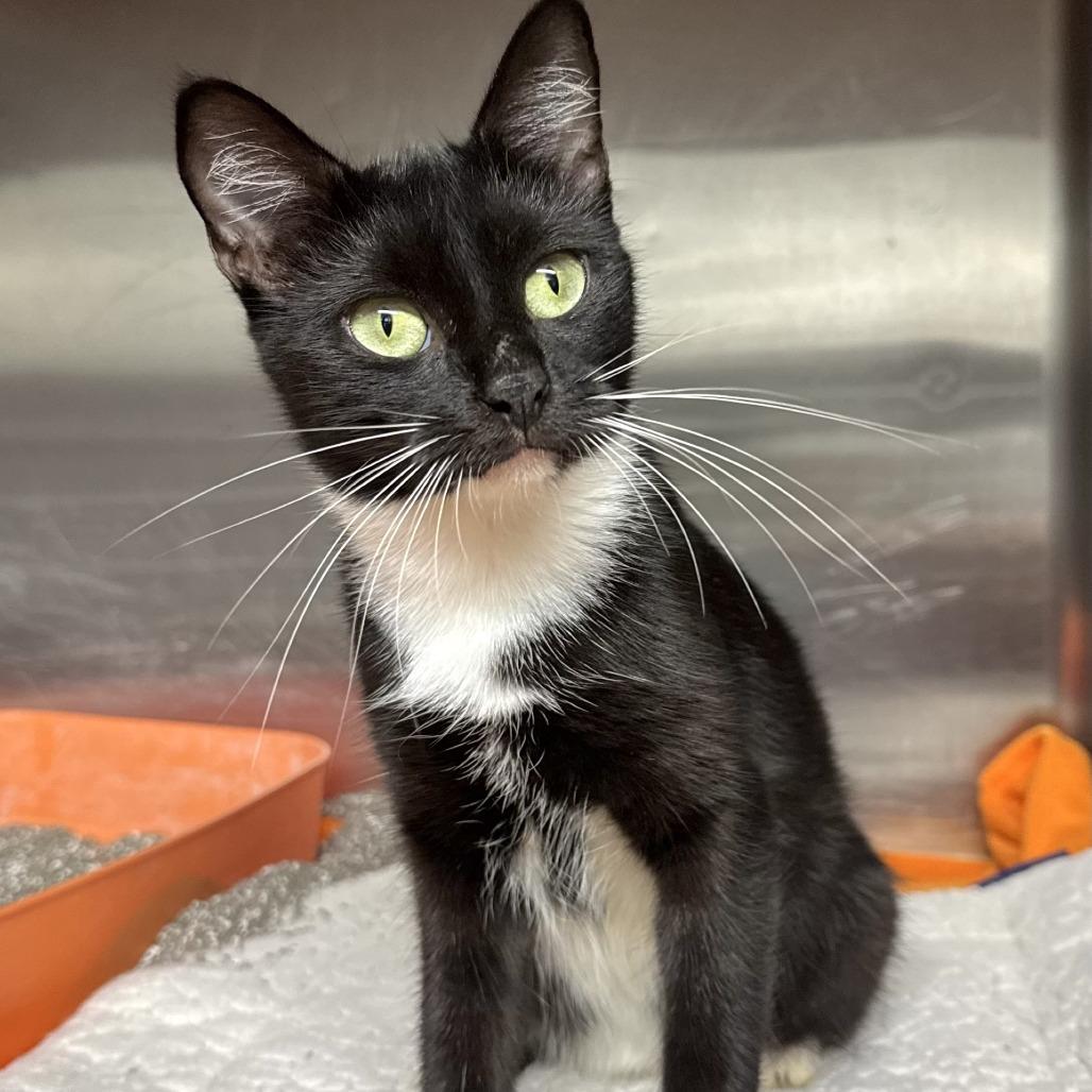 Enlarge Debbie, a Adoptable Domestic Short Hair in Beaumont, TX image 1/1