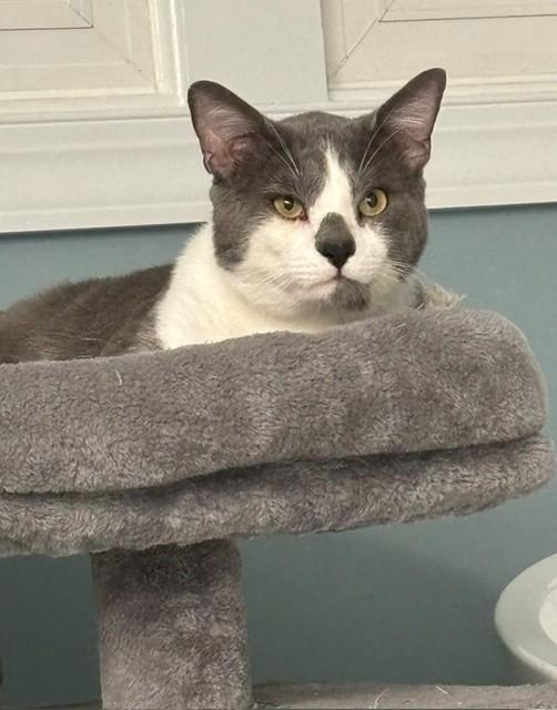 Dale (ID 51576), a ADOPTABLE Domestic Short Hair in Manassas, VA image 5/6