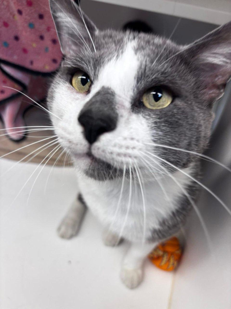 Dale (ID 51576), a ADOPTABLE Domestic Short Hair in Manassas, VA image 1/2