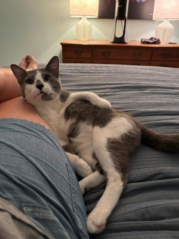 Dale (ID 51576), a ADOPTABLE Domestic Short Hair in Manassas, VA image 6/6