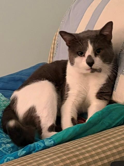 Dale (ID 51576), a ADOPTABLE Domestic Short Hair in Manassas, VA image 4/6
