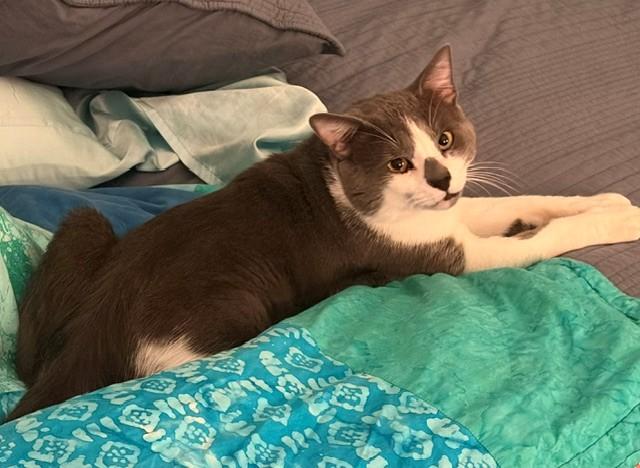 Dale (ID 51576), a ADOPTABLE Domestic Short Hair in Manassas, VA image 3/6