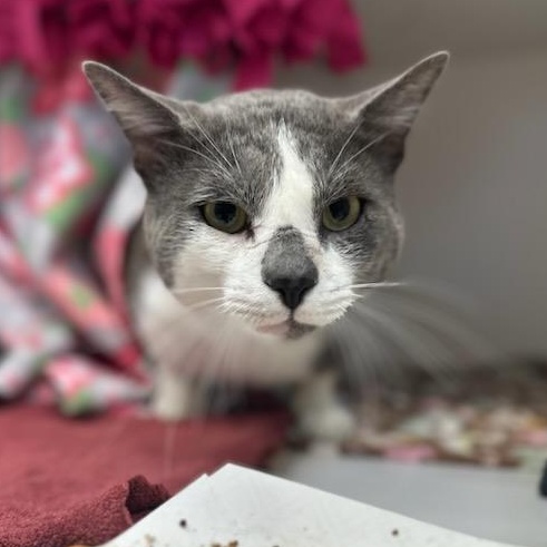 Dale (ID 51576), a ADOPTABLE Domestic Short Hair in Manassas, VA image 2/2