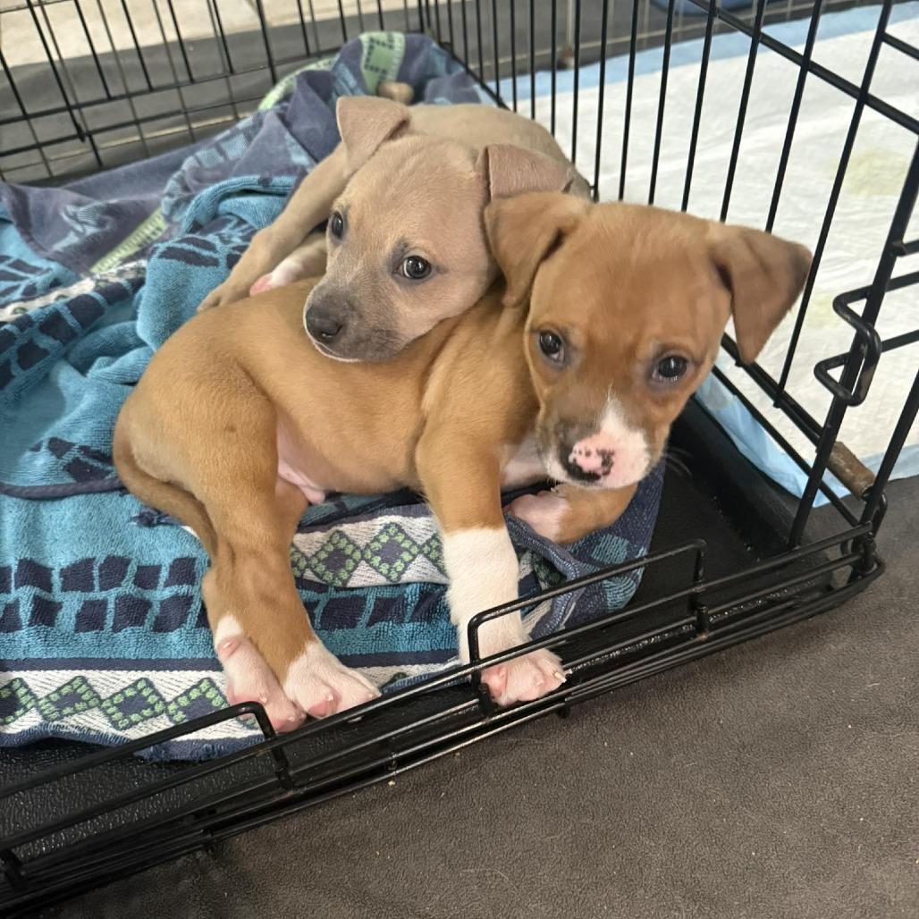 Enlarge Fern, a Adoptable Mixed Breed in Raleigh, NC image 1/6