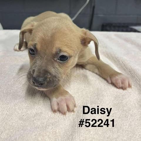 Enlarge Fern, a Adoptable Mixed Breed in Raleigh, NC image 2/6