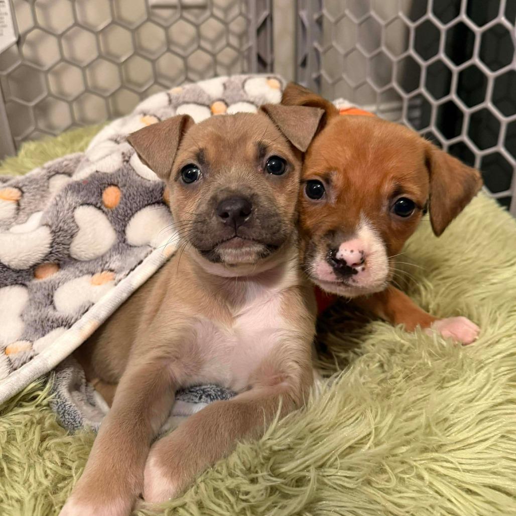 Enlarge Fern, a Adoptable Mixed Breed in Raleigh, NC image 3/6