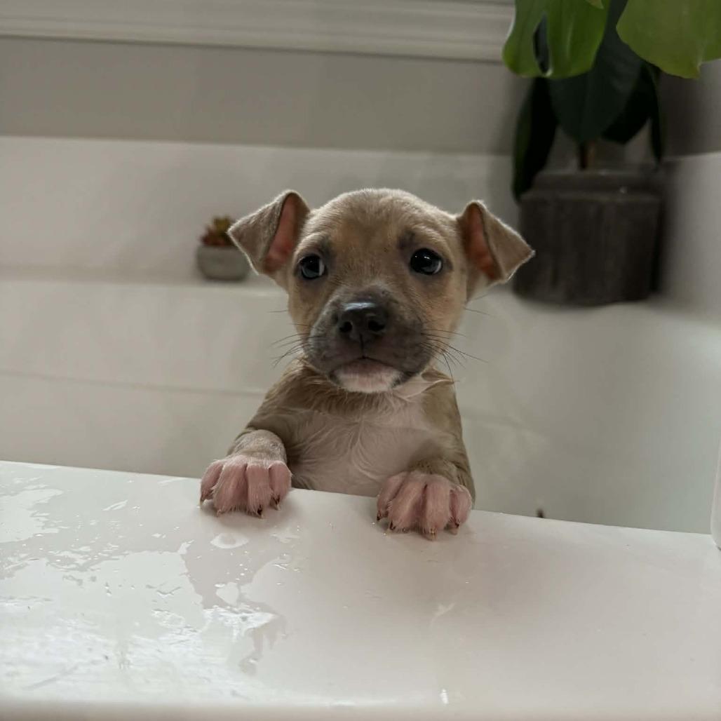 Enlarge Fern, a Adoptable Mixed Breed in Raleigh, NC image 4/6