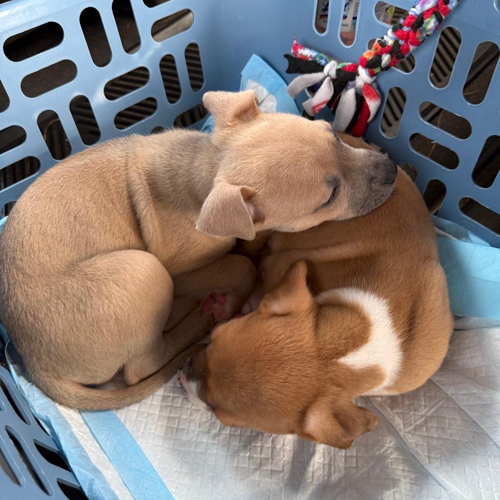 Enlarge Fern, a Adoptable Mixed Breed in Raleigh, NC image 5/6