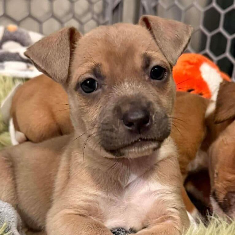 Enlarge Fern, a Adoptable Mixed Breed in Raleigh, NC image 6/6