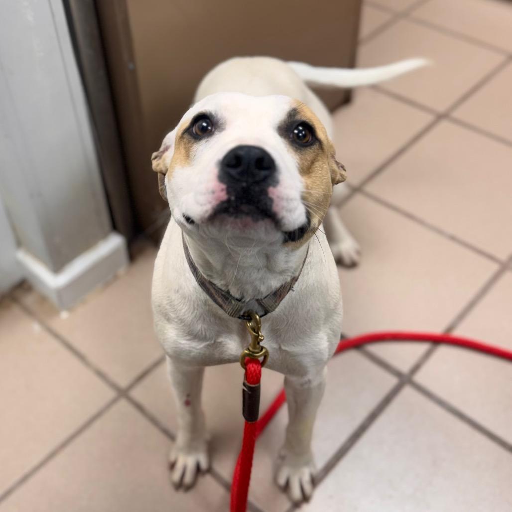 Patches, Adoptable, Adult Female Terrier.