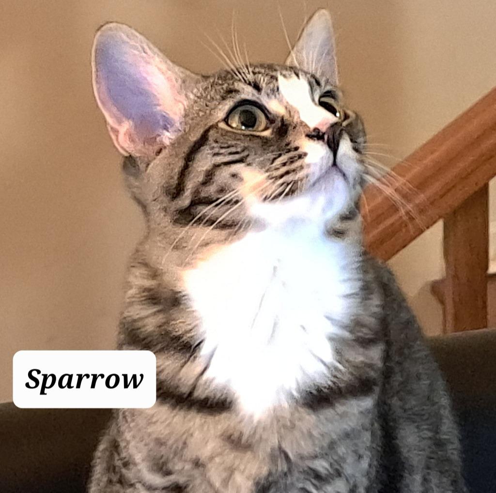 Sparrow, Adopted, Young Female Domestic Short Hair.