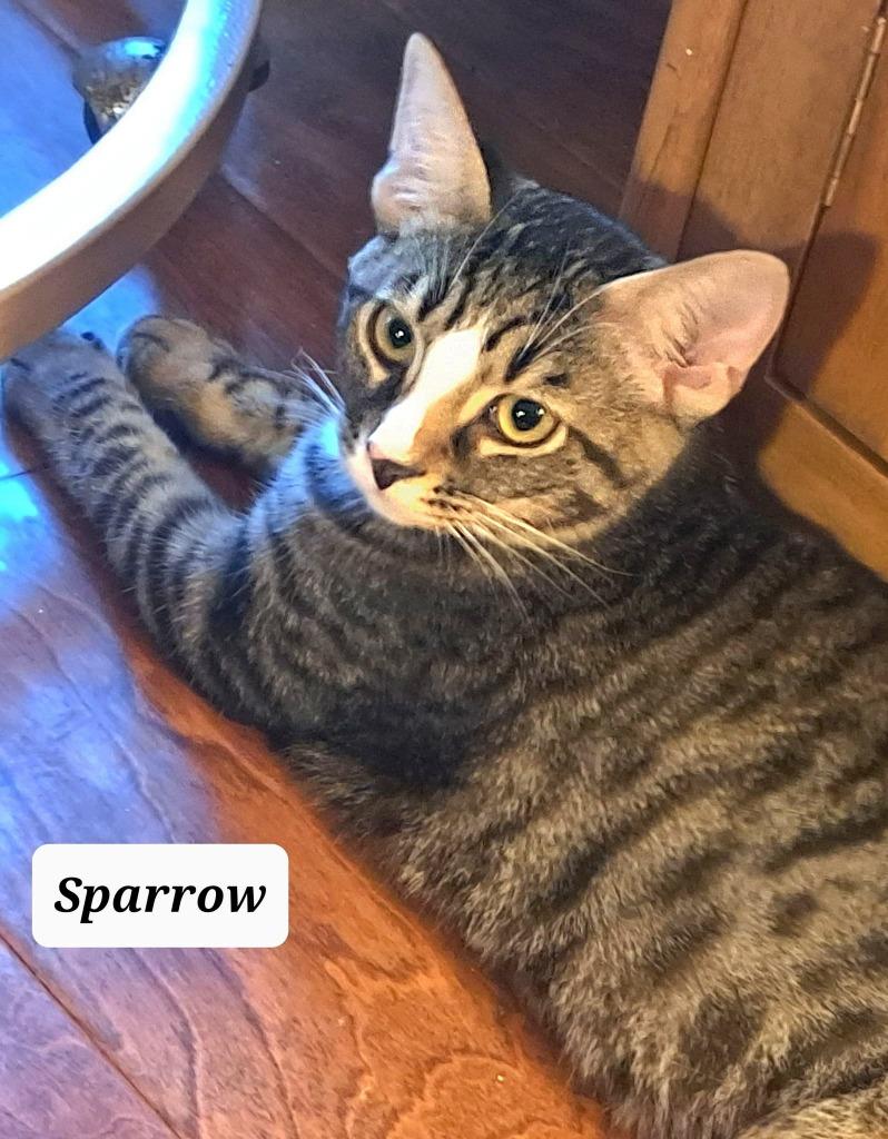 Sparrow, a Adopted Domestic Short Hair in Hoover , AL image 2/6
