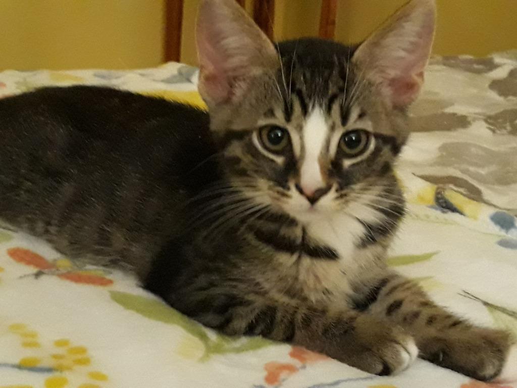 Sparrow, a Adopted Domestic Short Hair in Hoover , AL image 3/6