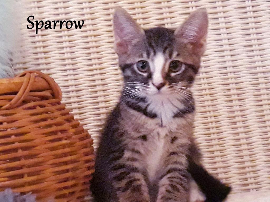 Sparrow, a Adopted Domestic Short Hair in Hoover , AL image 5/6
