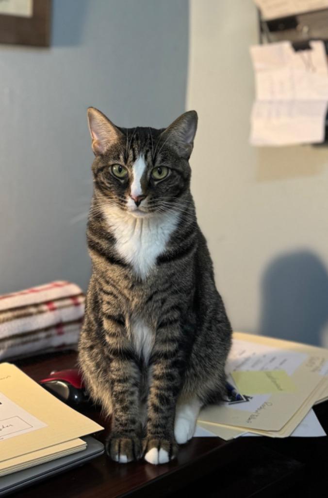 Sparrow, a Adopted Domestic Short Hair in Hoover , AL image 6/6