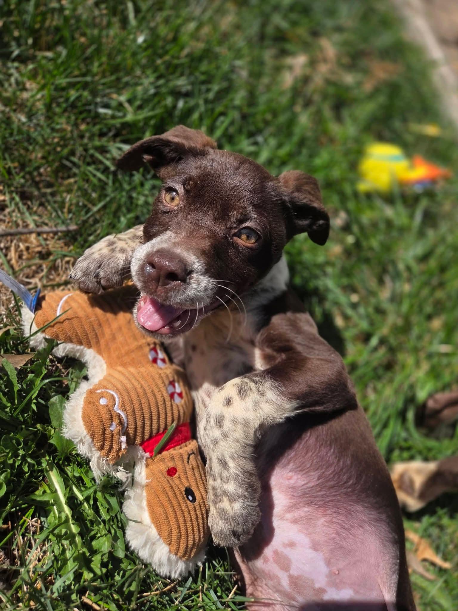 Enlarge FRECKLES, a ADOPTABLE English Pointer in Lincoln, NE image 6/6