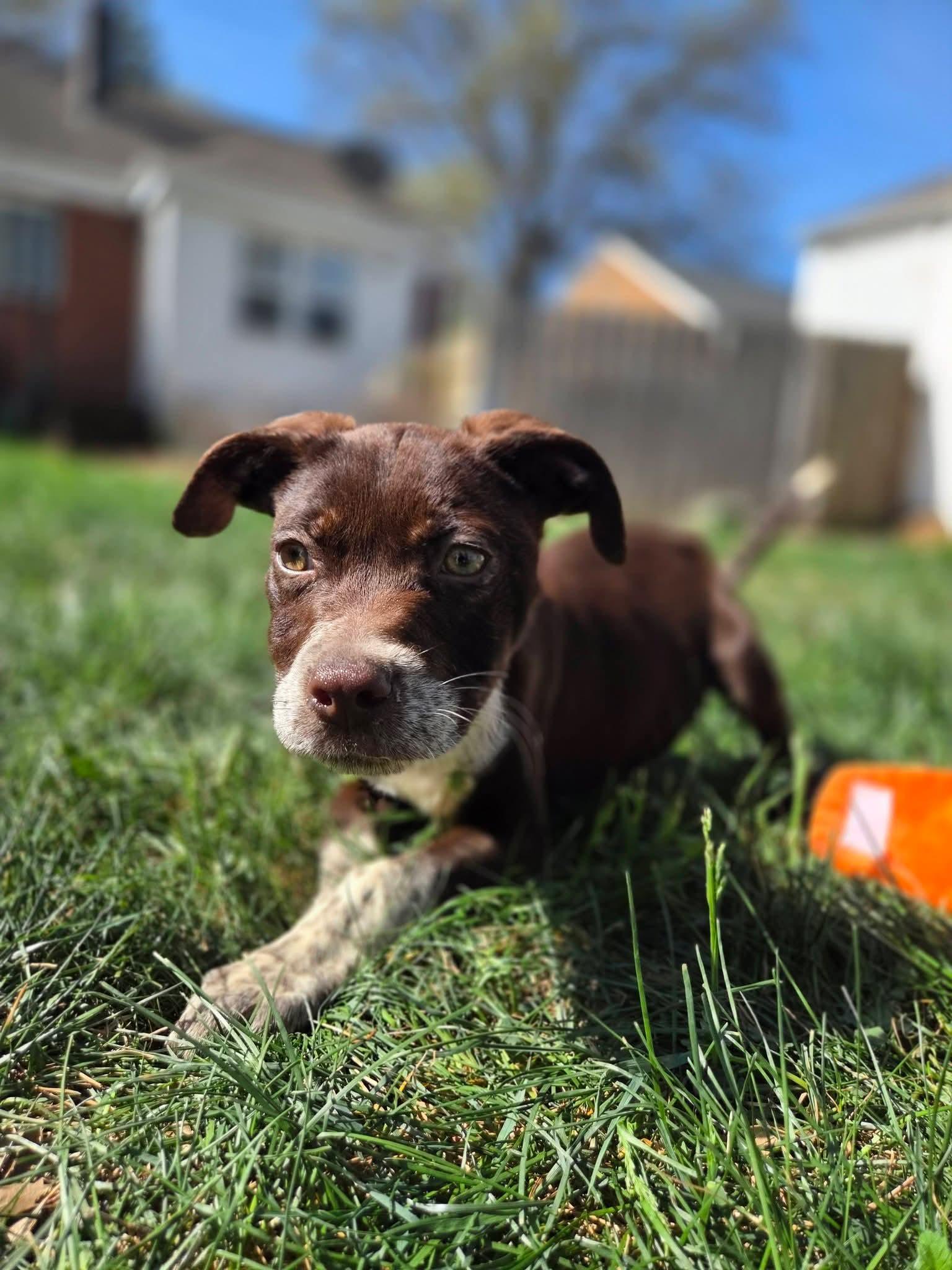 FRECKLES, ADOPTABLE, Puppy Female English Pointer.