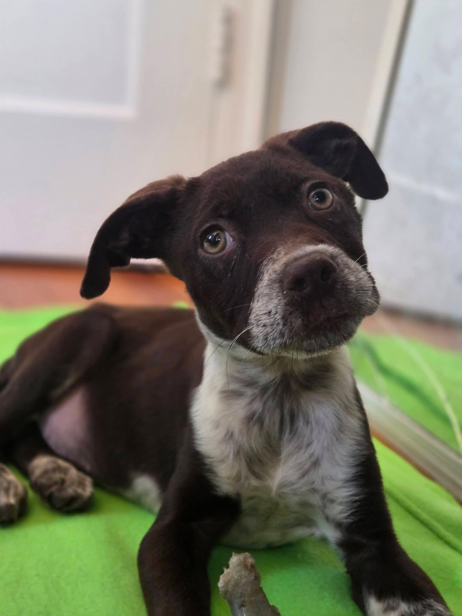 Enlarge FRECKLES, a ADOPTABLE English Pointer in Lincoln, NE image 2/6