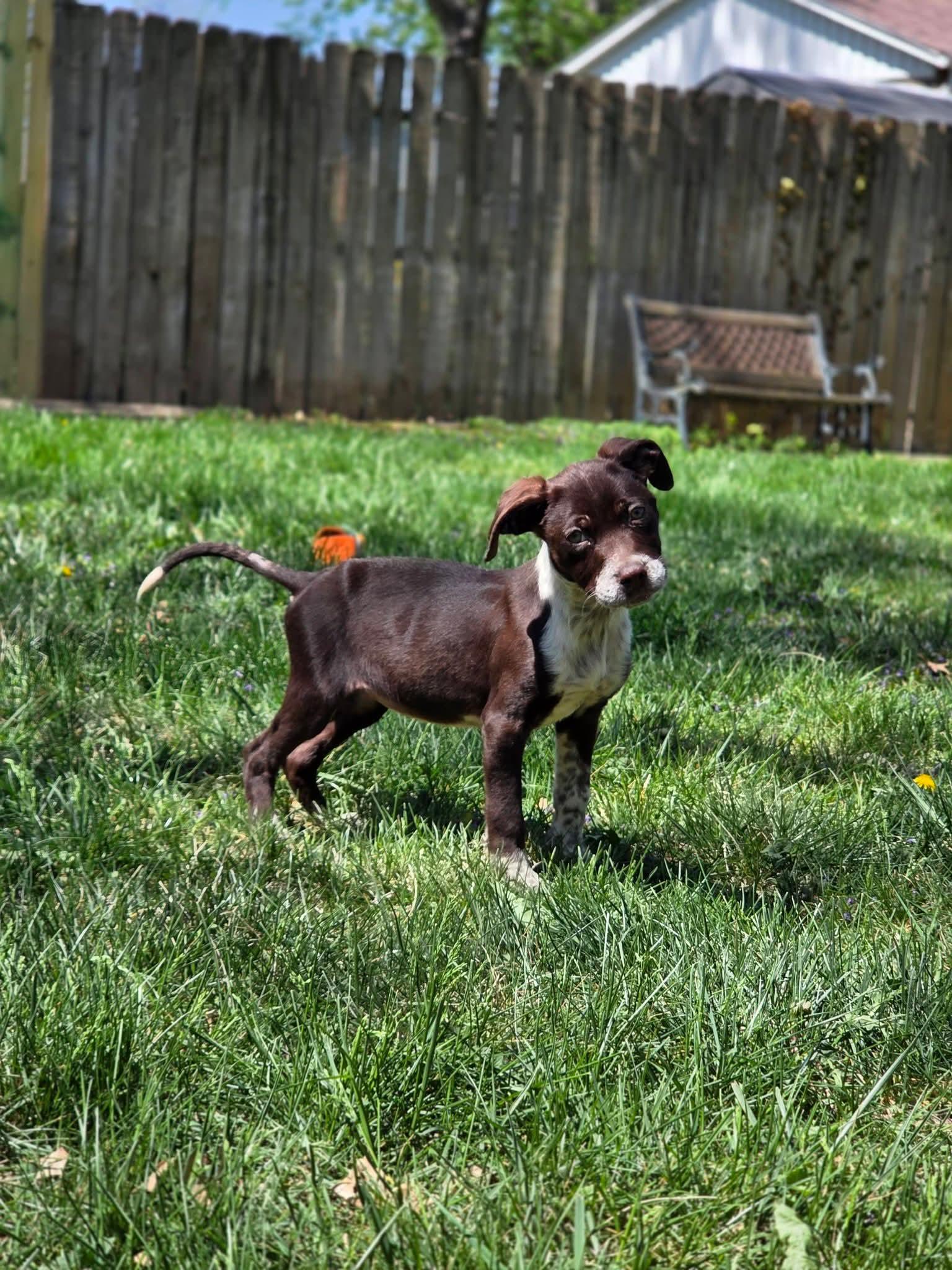 Enlarge FRECKLES, a ADOPTABLE English Pointer in Lincoln, NE image 4/6