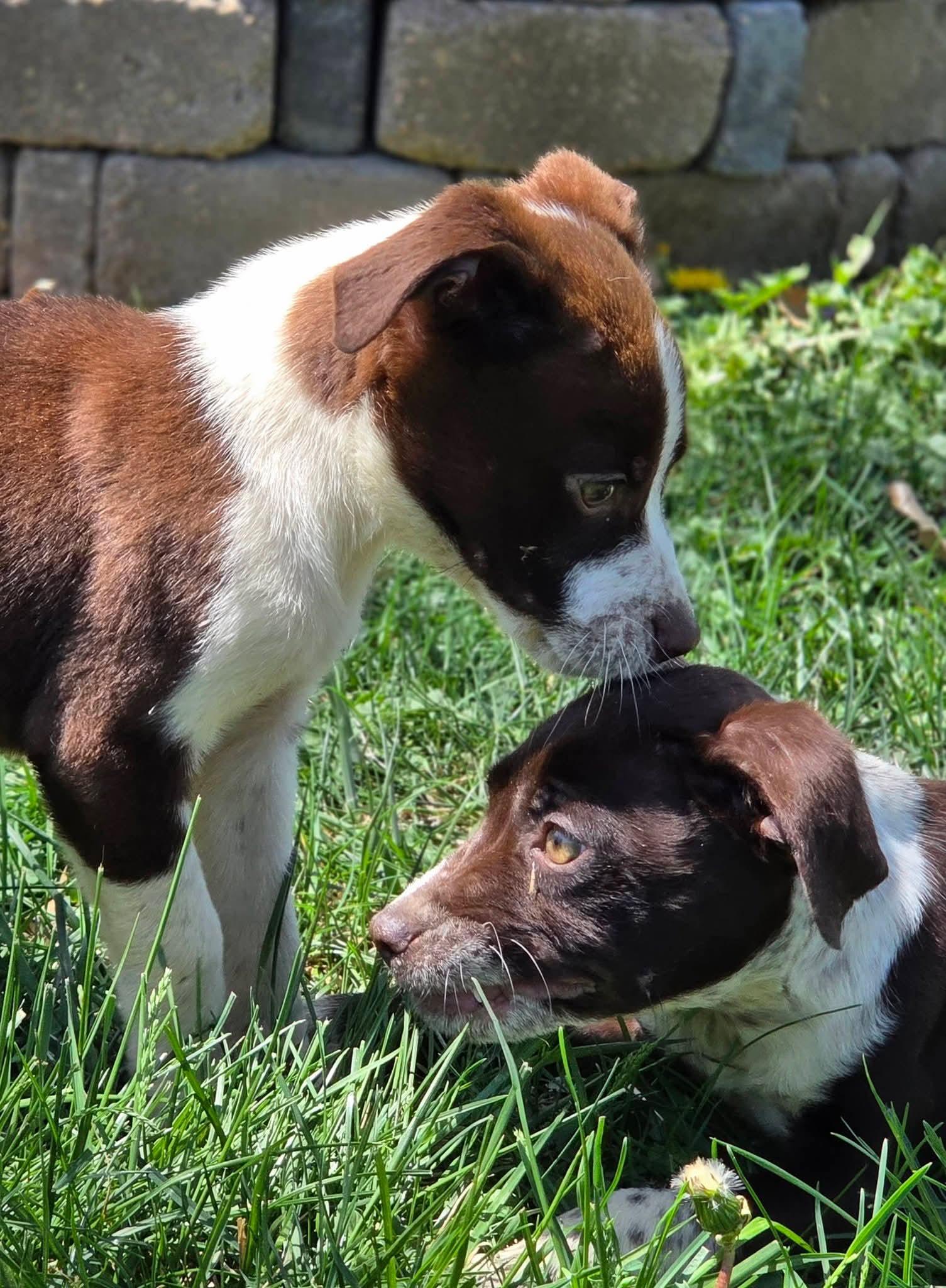 Enlarge FRECKLES, a ADOPTABLE English Pointer in Lincoln, NE image 5/6