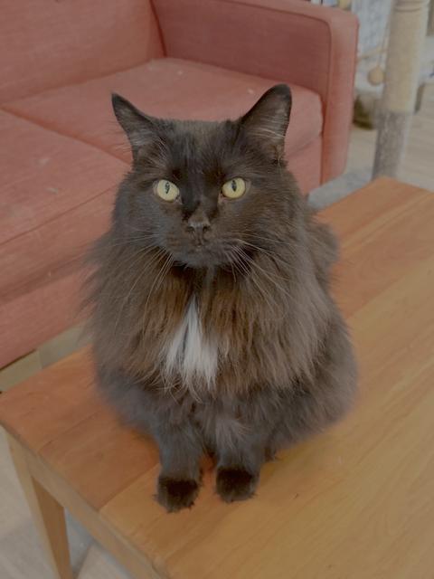 Enlarge Blake, a Adoptable Domestic Long Hair in Burlington, VT image 1/3