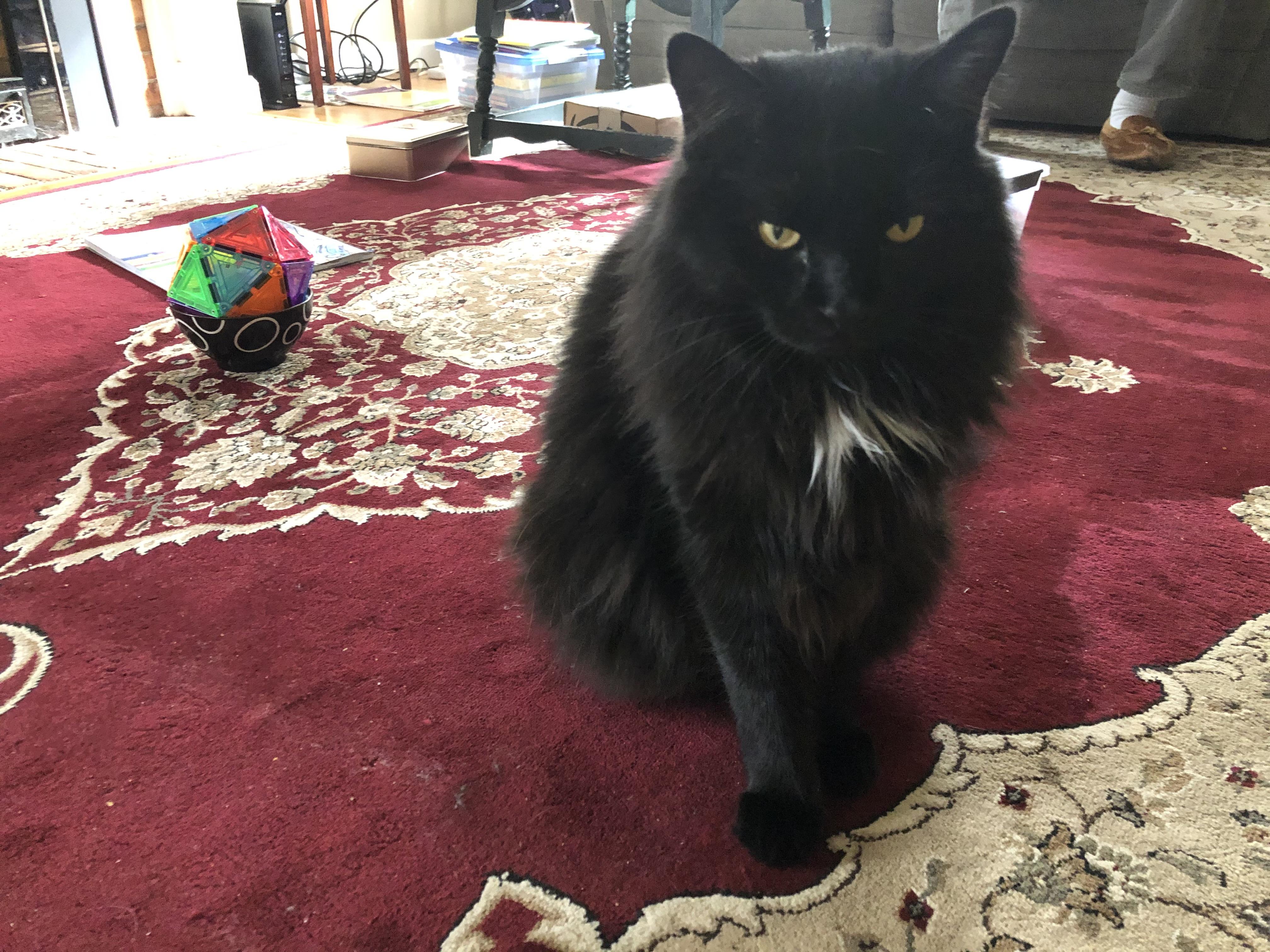 Enlarge Blake, a Adoptable Domestic Long Hair in Burlington, VT image 3/3