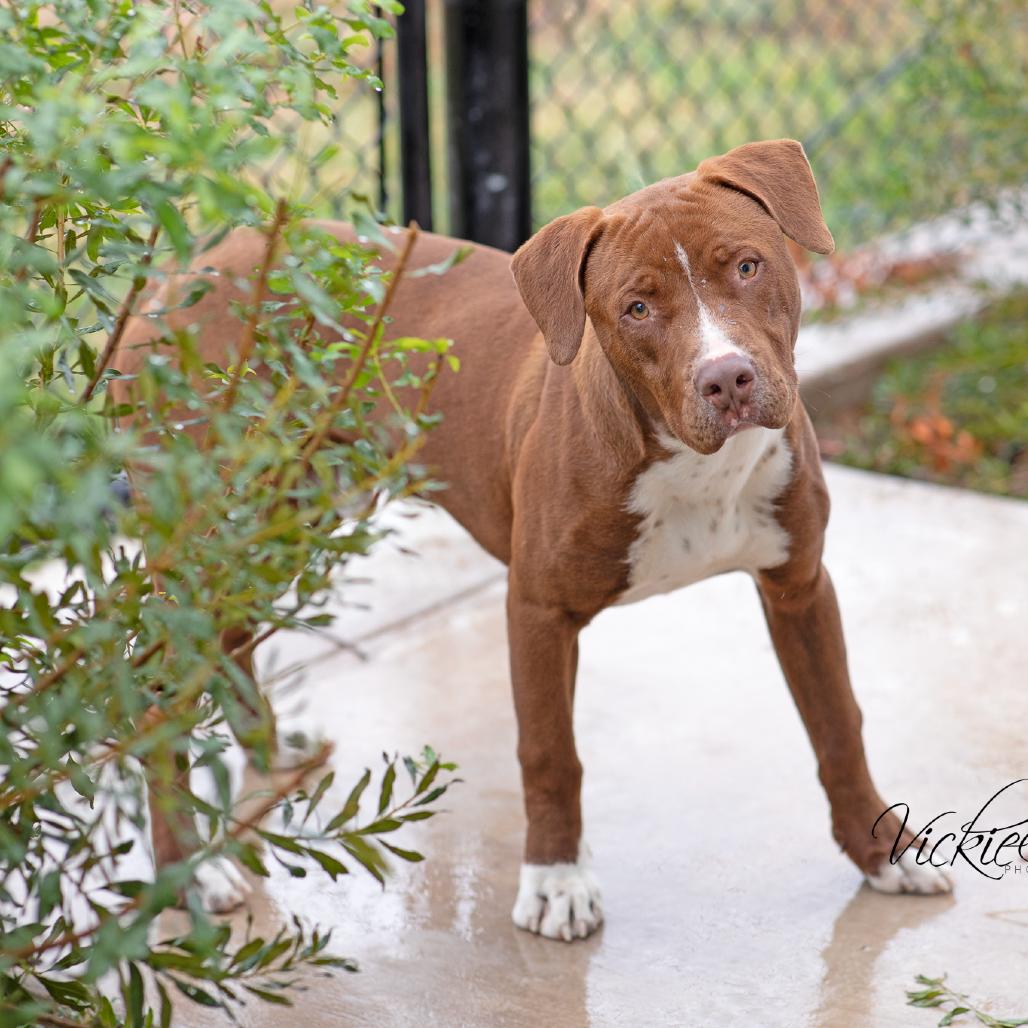 Wish, Adoptable, Young Male Pit Bull Terrier.