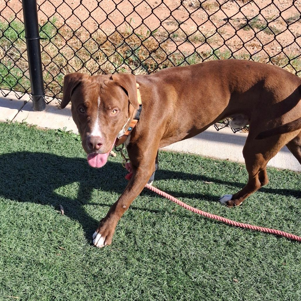 Enlarge Wish, a Adoptable Terrier in Abilene, TX image 2/4