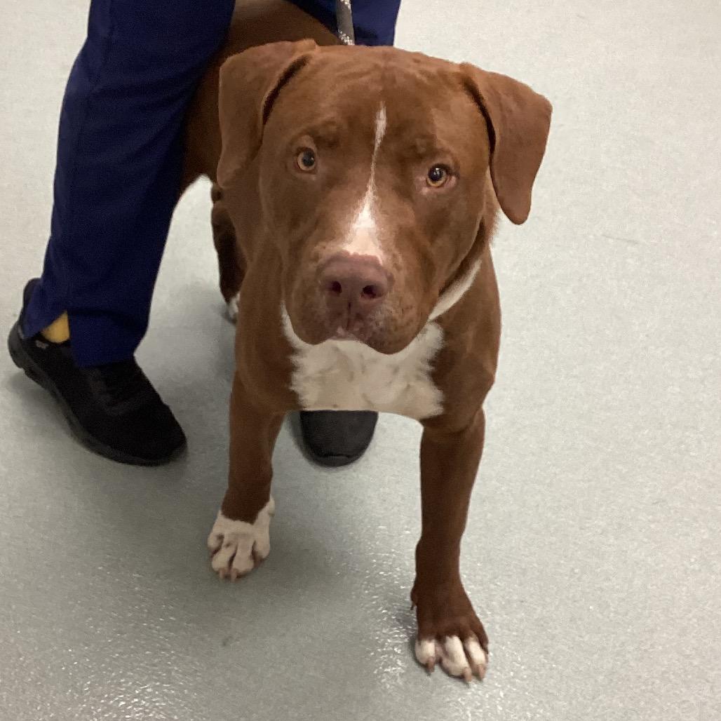 Enlarge Wish, a Adoptable Pit Bull Terrier in Abilene, TX image 2/3