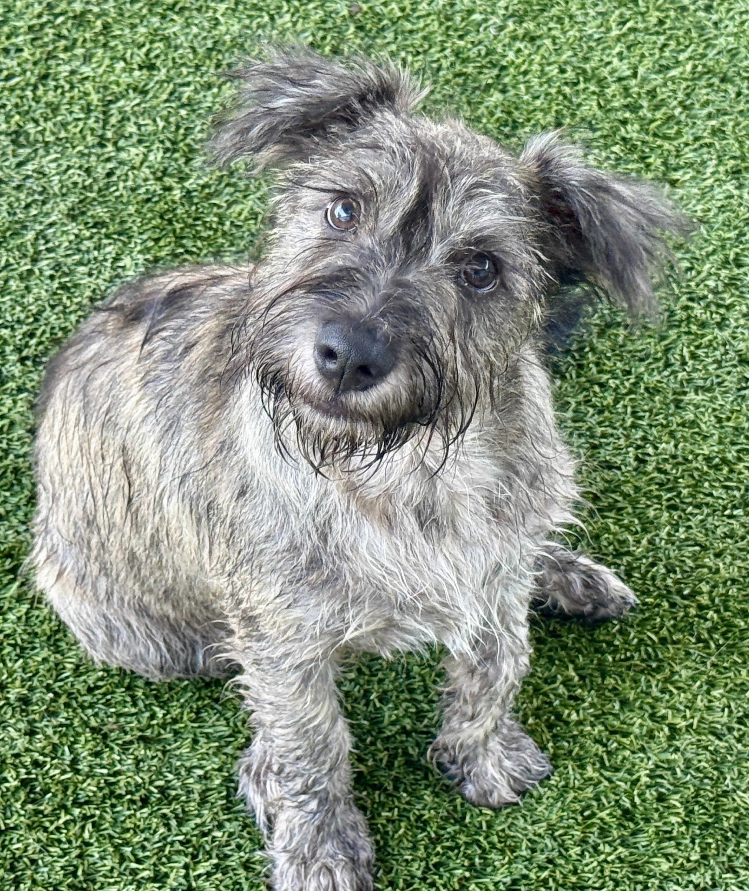 Flynn - my mom weighs 19 lbs, Adoptable, Puppy Male Schnauzer & Poodle.