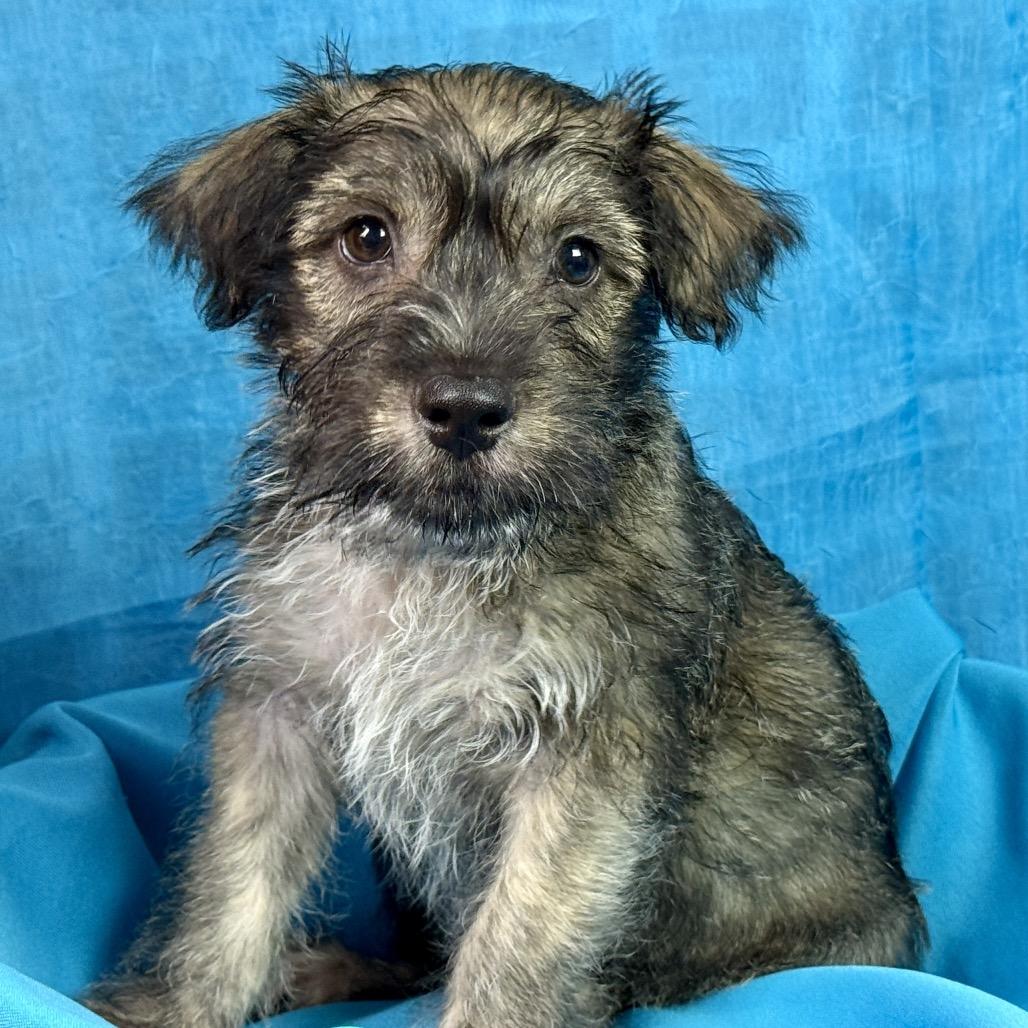 Enlarge Flynn - my mom weighs 19 lbs, a Adoptable mixed breed in San Antonio, TX image 3/6