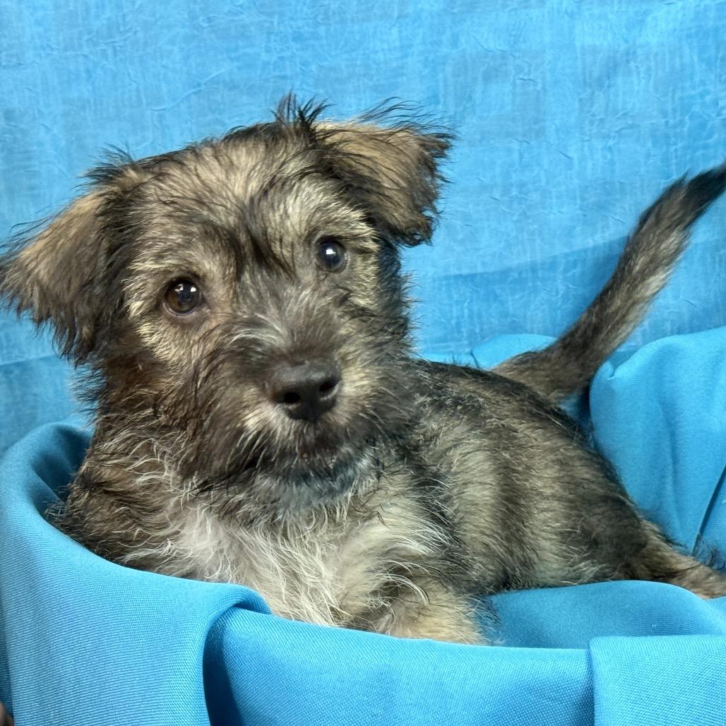 Enlarge Flynn - my mom weighs 19 lbs, a Adoptable mixed breed in San Antonio, TX image 2/6