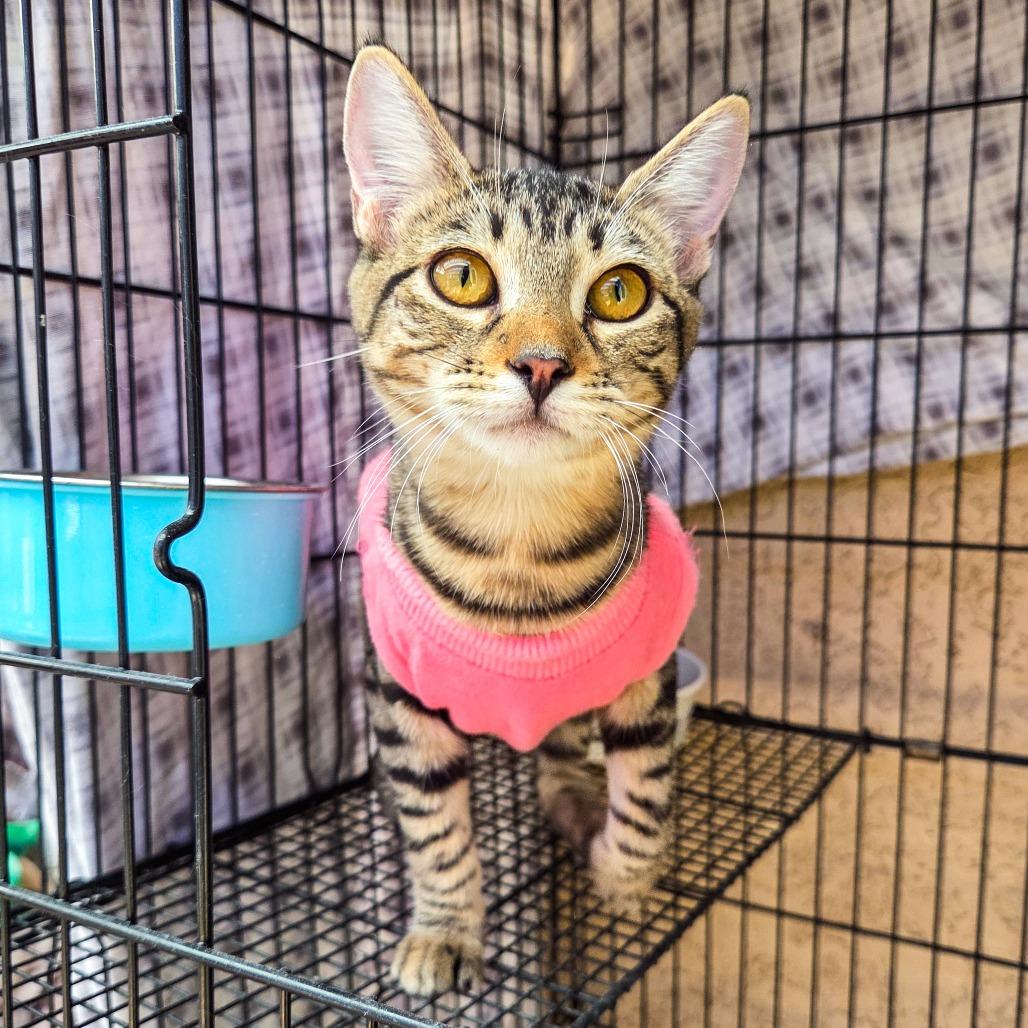 Enlarge Spin, a Adoptable Domestic Short Hair in San Diego, CA image 4/4