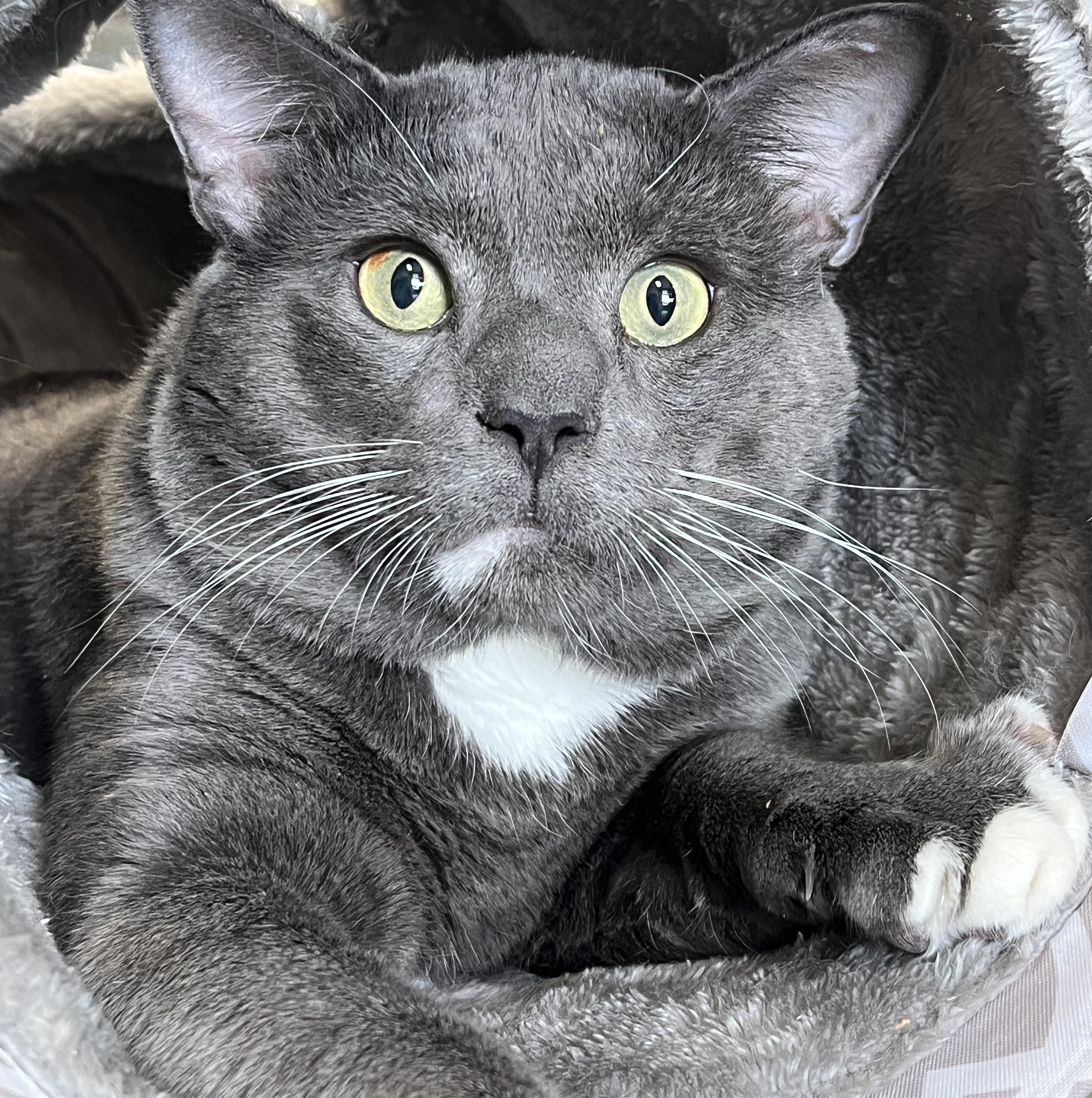 Baby Kitty, a Adoptable Domestic Short Hair in Johnston, RI image 1/5