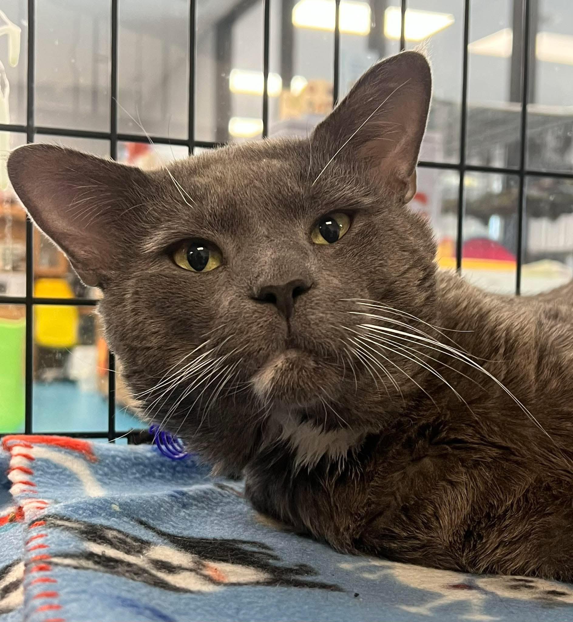 Baby Kitty, a Adoptable Domestic Short Hair in Johnston, RI image 2/5