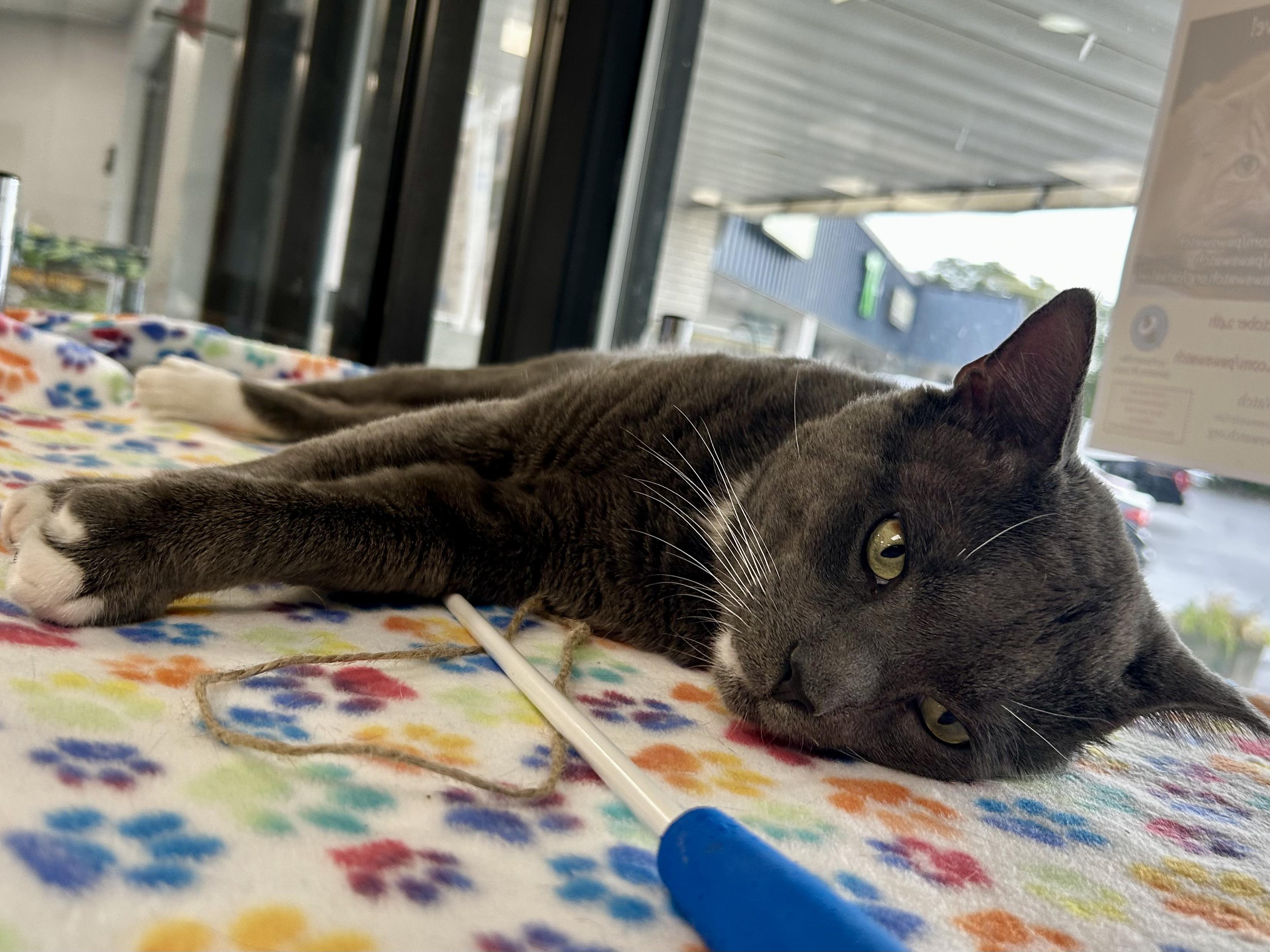 Baby Kitty, a Adoptable Domestic Short Hair in Johnston, RI image 3/5