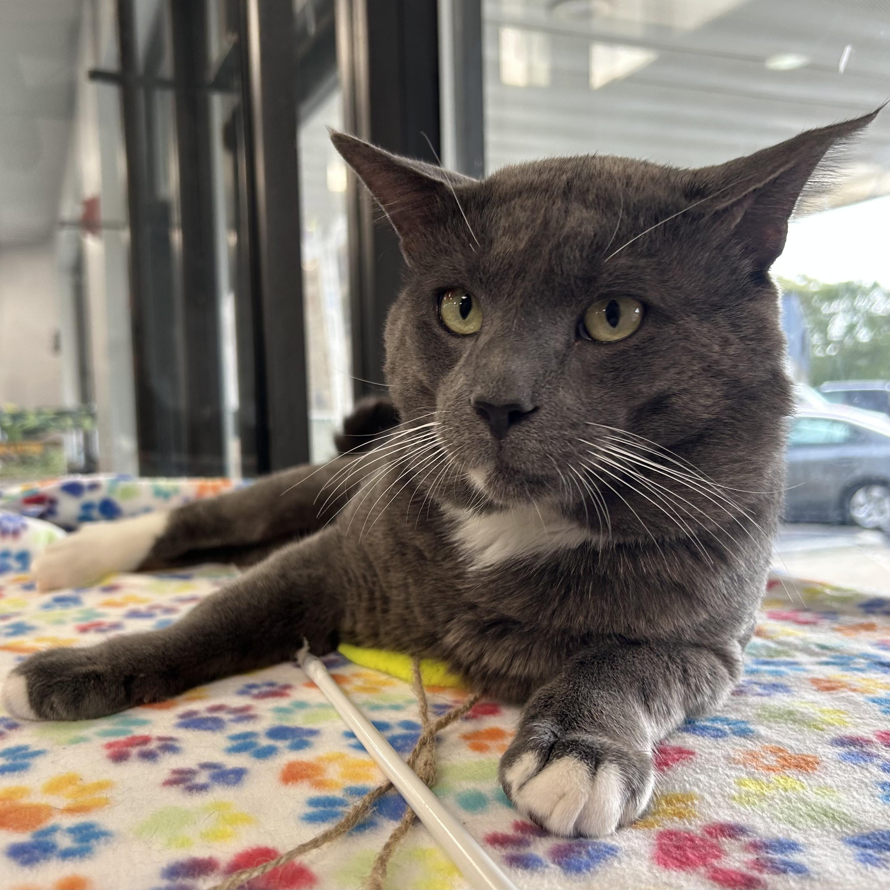 Baby Kitty, a Adoptable Domestic Short Hair in Johnston, RI image 4/5
