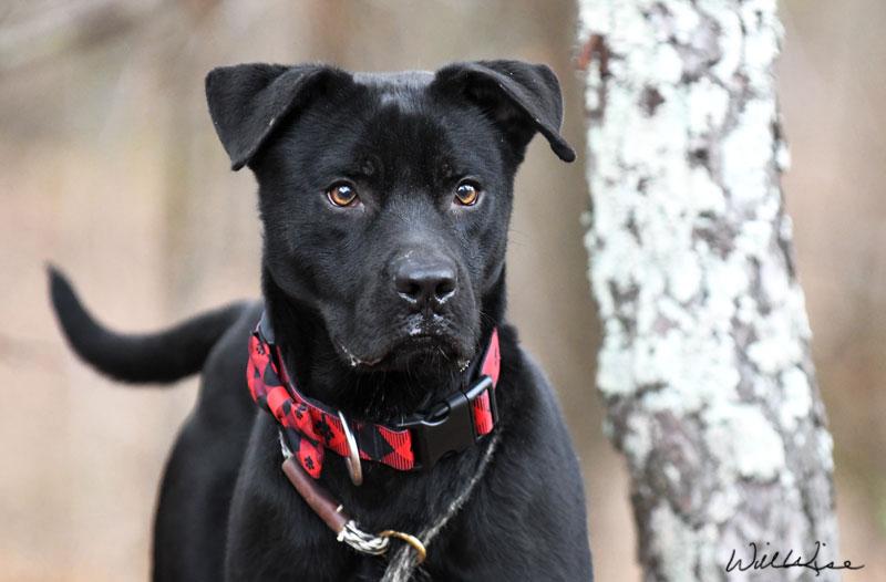 Puma #21517, ADOPTABLE, Adult Male Black Labrador Retriever.