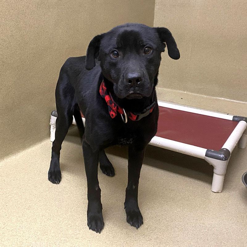 Puma #21517, ADOPTABLE, Adult Male Black Labrador Retriever.