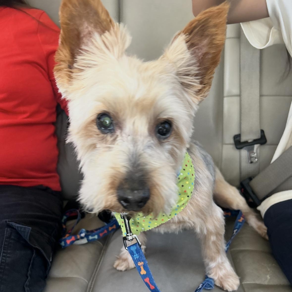 Sam, a Adoptable mixed breed in Torrance, CA image 3/6